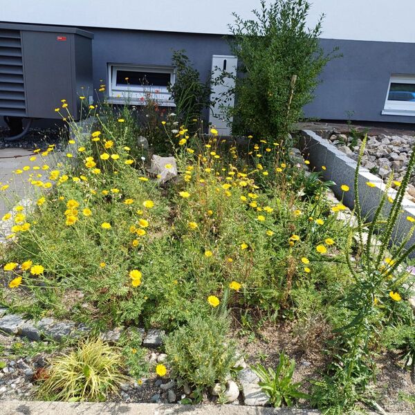 5_Vegetation im 1. Jahr