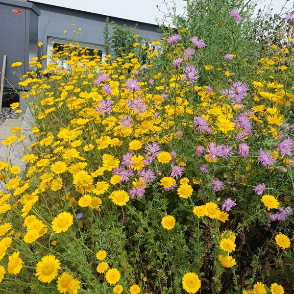 6_Vegetation im 2. Jahr