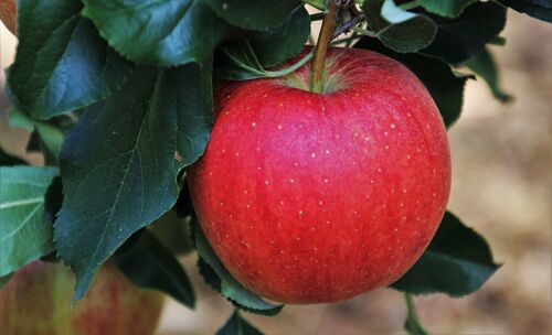 Apfel