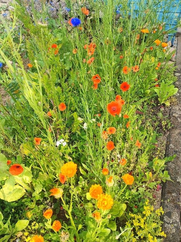 Blumenwiese Familie Räth