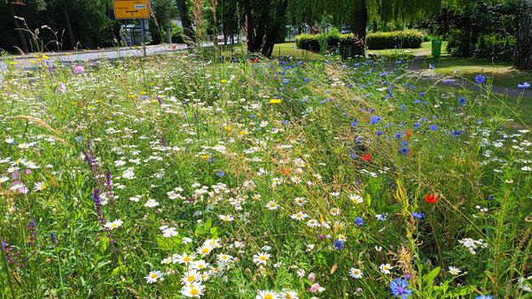 Blumenwiese Ortsmitte Engelhelms 20240618_122227