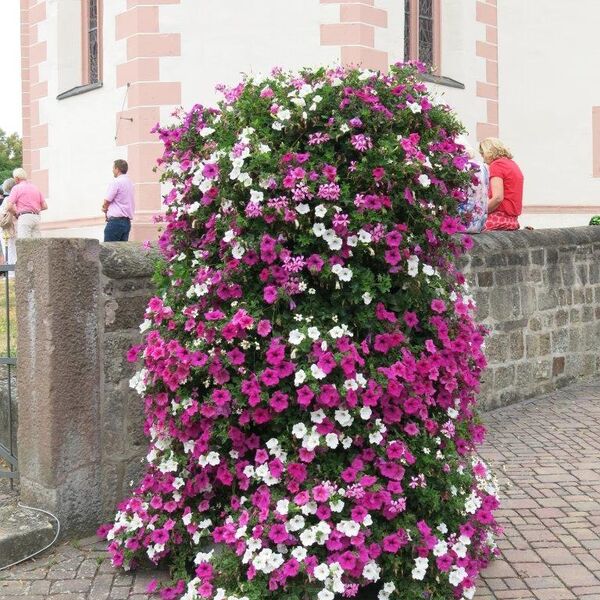 Florafest mit Eröffnung KulturZeitRaum 2018 2