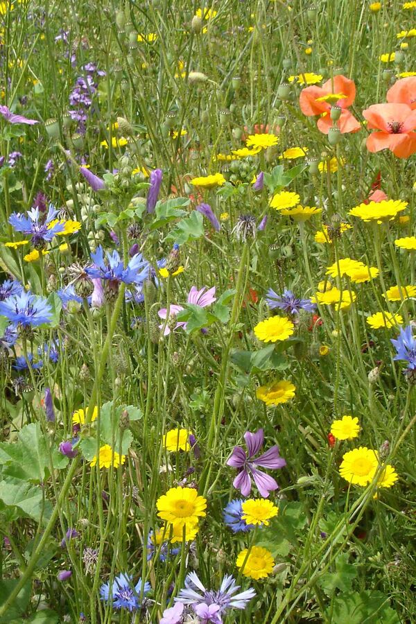 Foto der Blumenwiese 'Honigpflanzenmischung'