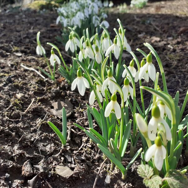 Frühlingsboten Foto Nr. 1