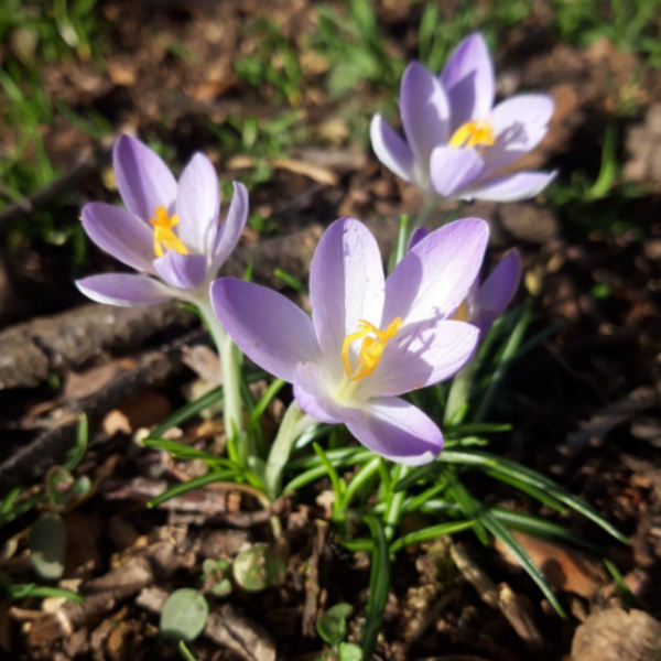 Krokusse am Bolzplatz, Peter-Henlein-Straße. Entdeckt von Holger Menz