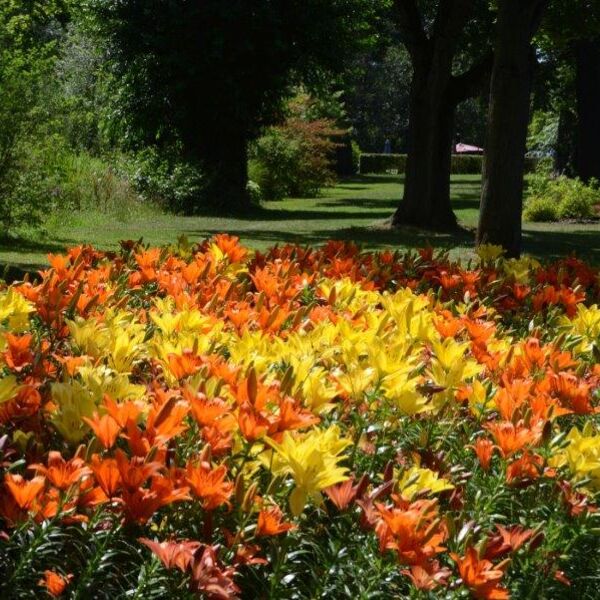 Lilienbeet im Park