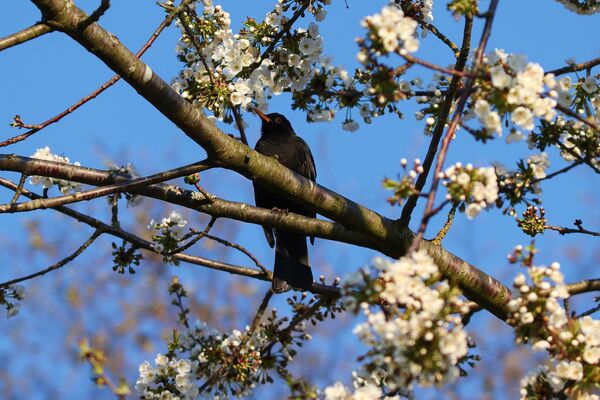 Natur Amsel