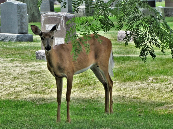 Reh auf Friedhof