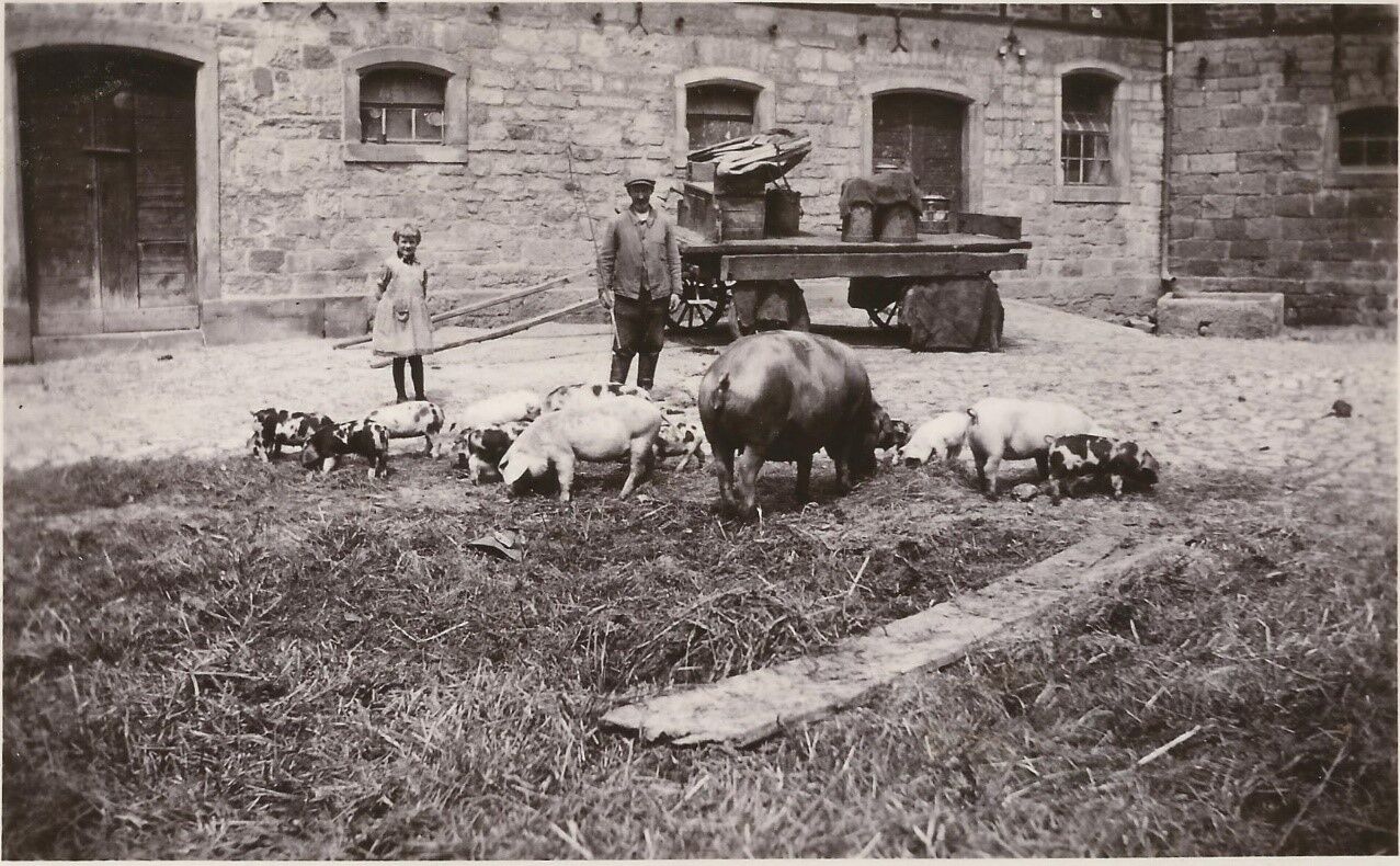 Typische Arbeit auf dem Hof: Schweine hüten