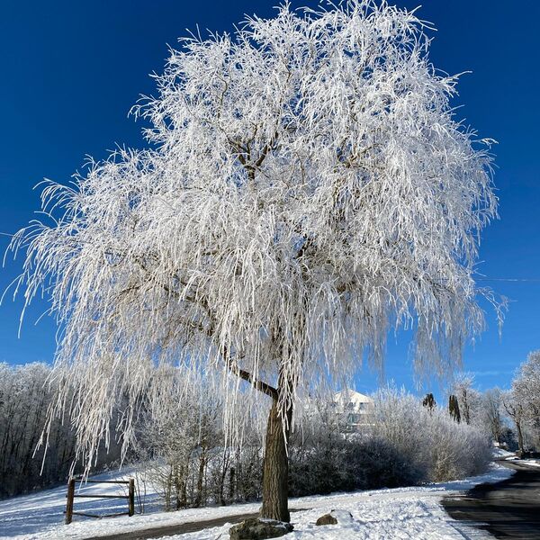 Winter auf dem Florenberg Foto Nr. 13